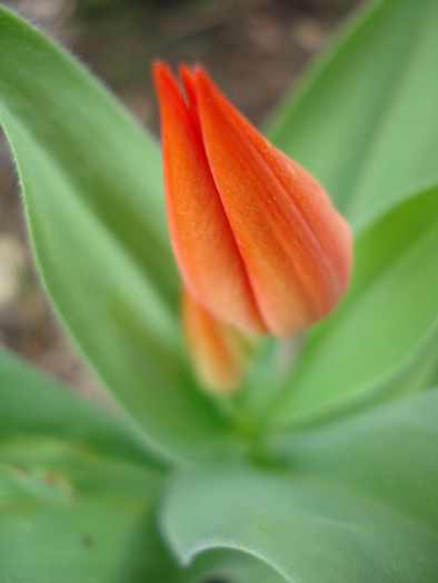 Tulipa Praestans Fusilier (2010, April 05)