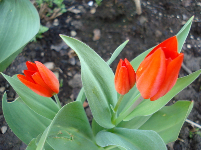 Tulipa Praestans Fusilier (2010, April 08)