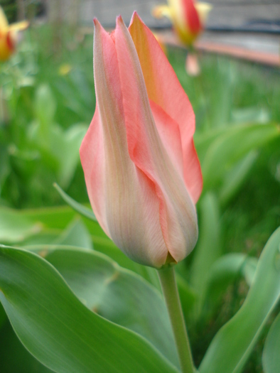 Tulipa Toronto (2010, April 05)