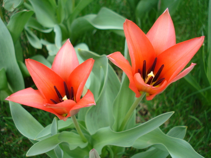 Tulipa Toronto (2010, April 05)