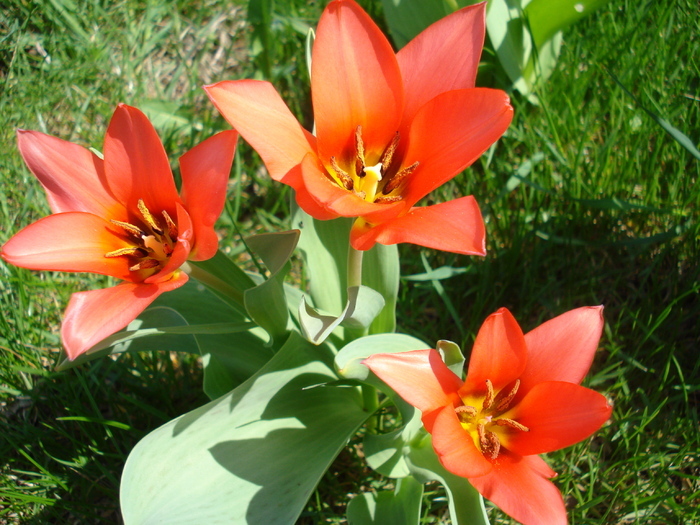 Tulipa Toronto (2010, April 08)