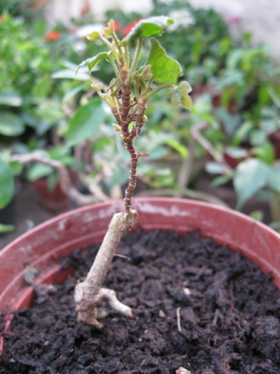 iedera in lucru, 2 ani - Viitori bonsai shohin