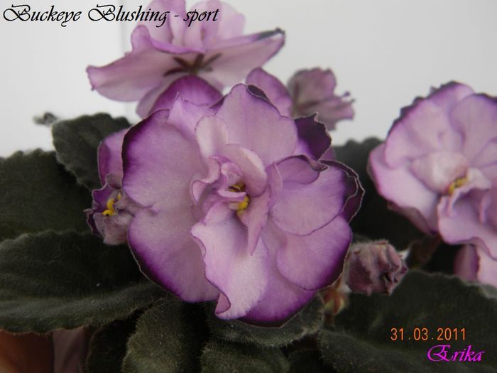 Buckeye Blushing - sport 31-03-2011 floare - Violete de colectie 2010-2011