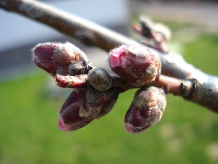 Prunus persica Davidii (2011, March 31)