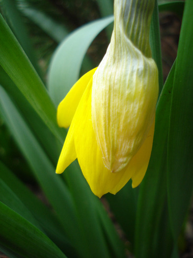 Daffodil Jetfire (2011, March 29) - Narcissus Jetfire