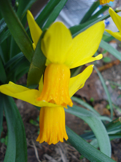 Daffodil Jetfire (2011, April 01)