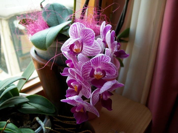 orhidee 016 - Mini-Phala
