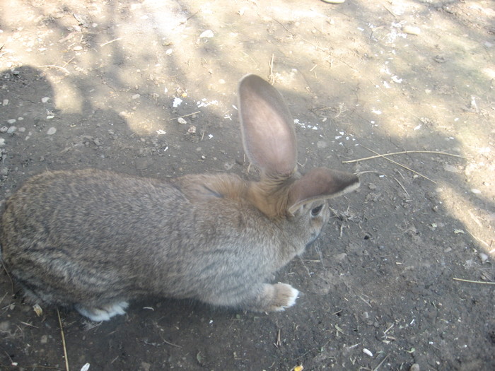 mascul belgian