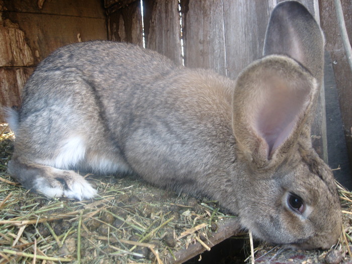 mascul belgian