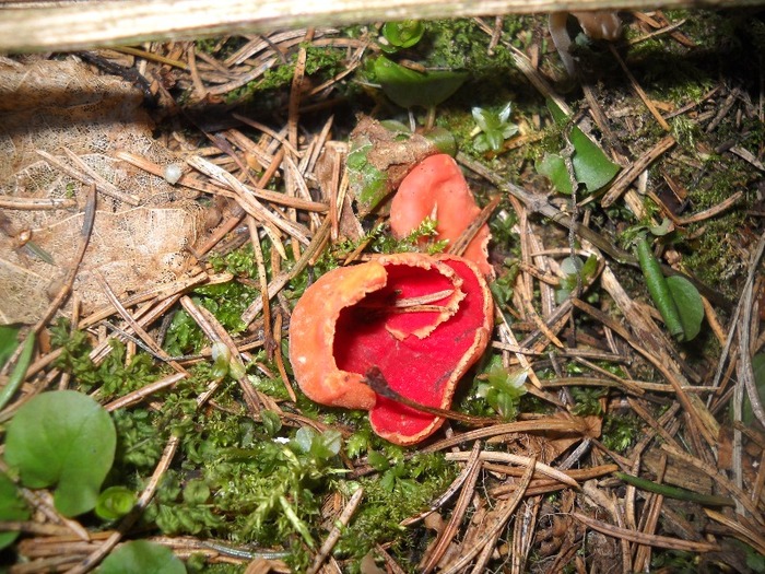 frumoasa dar otravitoare ce femeile - LEURDA PLANTA VIETII