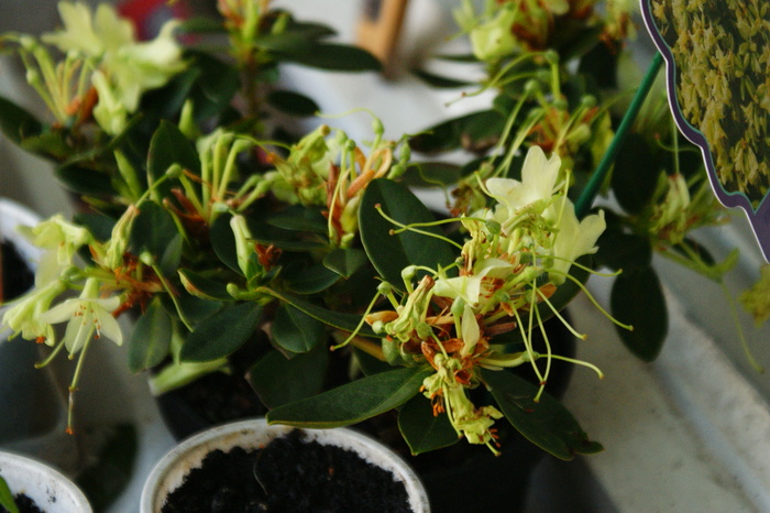 DSC00977 - Rhododendronii mei 03 04 2011