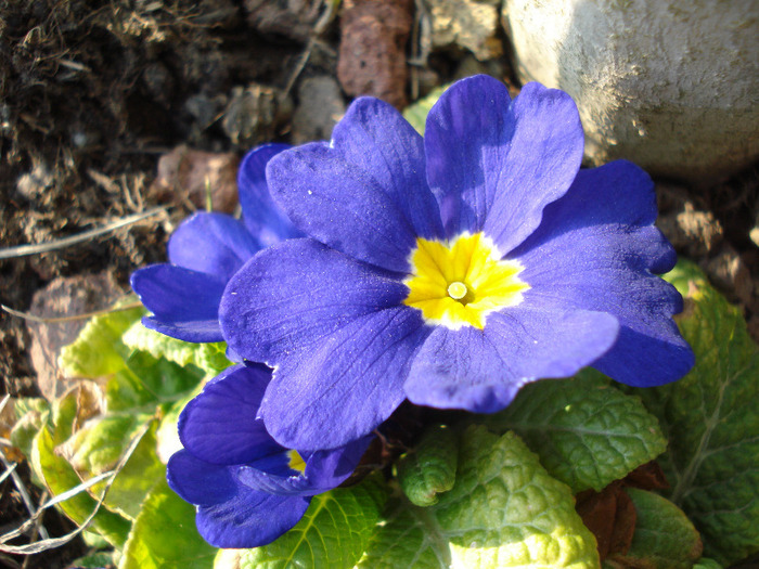 Blue Primula (2011, March 31)