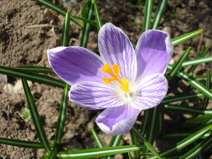 Crocus King of the Striped (2011, Mar.31)