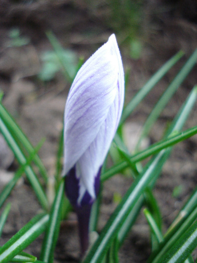 Crocus King of the Striped (2011, Apr.01)