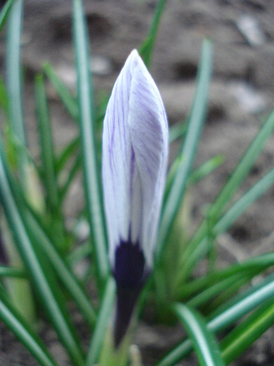 Crocus King of the Striped (2011, Apr.02)