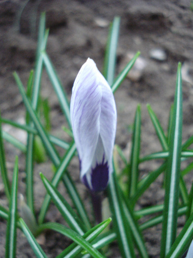 Crocus King of the Striped (2011, Apr.02)