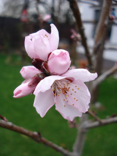 Prunus persica Davidii (2011, April 04)