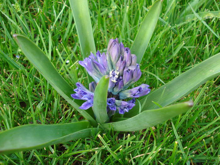 Hyacinth Blue Jacket (2009, April 01)