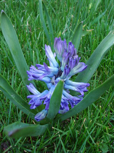 Hyacinth Blue Jacket (2009, April 02)