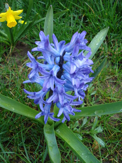 Hyacinth Blue Jacket (2009, April 05)