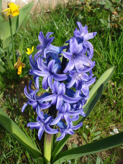Hyacinth Blue Jacket (2009, April 06)