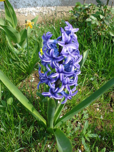 Hyacinth Blue Jacket (2009, April 08)