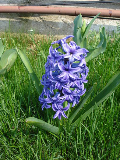 Hyacinth Blue Jacket (2009, April 08) - Hyacinth Blue Jacket