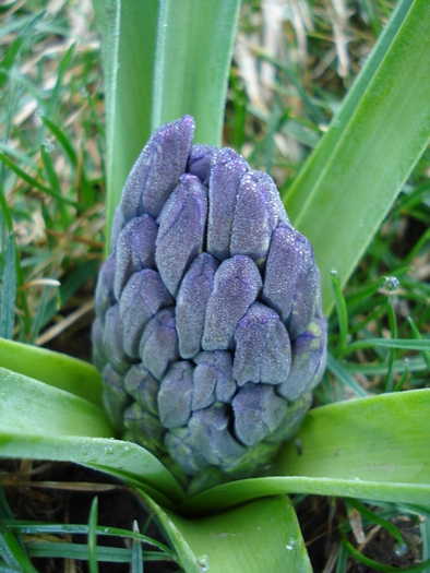 Hyacinth Blue Jacket (2010, March 26)