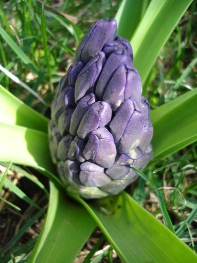 Hyacinth Blue Jacket (2010, March 27)