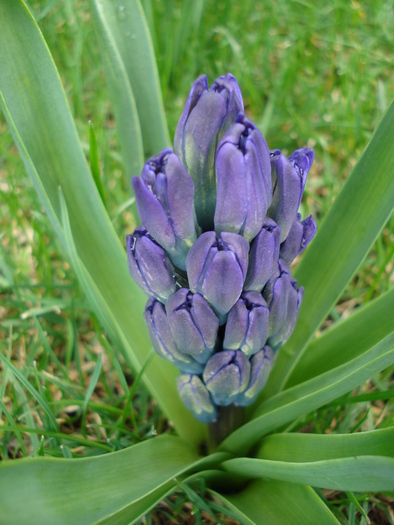 Hyacinth Blue Jacket (2010, March 29)
