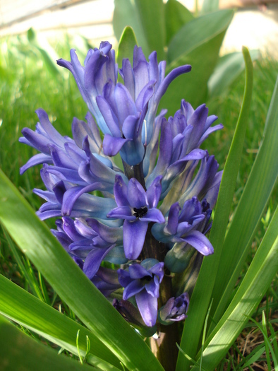 Hyacinth Blue Jacket (2010, March 30)