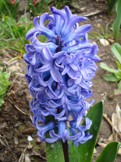 Hyacinth Delft Blue (2010, April 15)