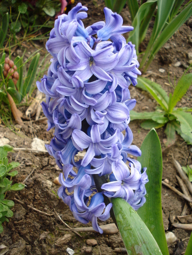 Hyacinth Delft Blue (2010, April 18)