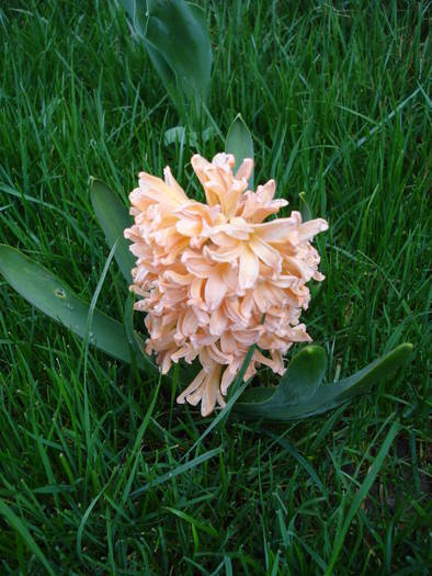 Hyacinth Gypsy Queen (2009, April 05)