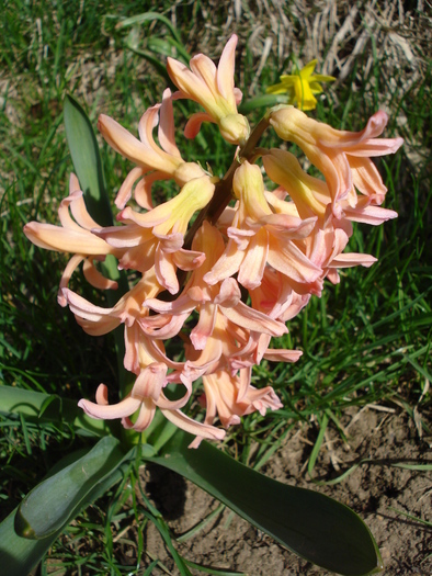 Hyacinth Gypsy Queen (2010, April 01)