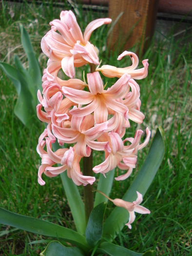 Hyacinth Gypsy Queen (2010, April 05)