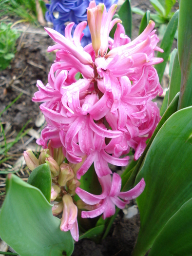 Hyacinth Pink Pearl (2010, April 15)