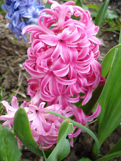 Hyacinth Pink Pearl (2010, April 18)