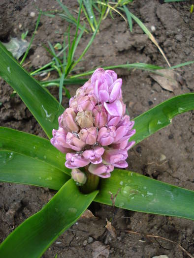 Hyacinth Splendid Cornelia (2009, Apr.01)