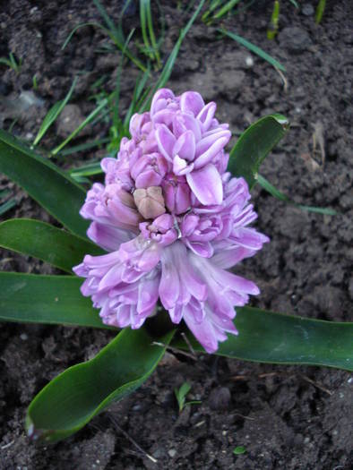 Hyacinth Splendid Cornelia (2009, Apr.02)