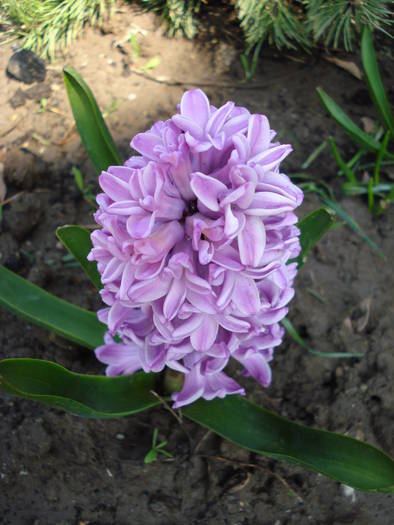 Hyacinth Splendid Cornelia (2009, Apr.05)