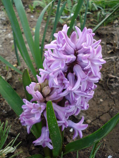 Hyacinth Splendid Cornelia (2009, Apr.06)