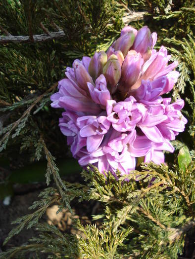 Hyacinth Splendid Cornelia (2009, Apr.08)