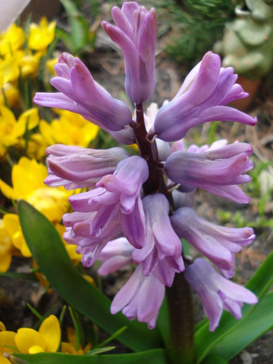 Hyacinth Splendid Cornelia (2010, Mar.29)