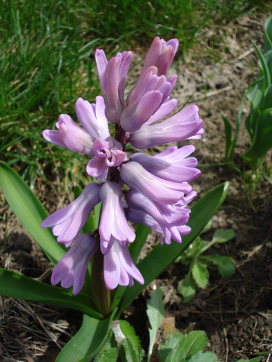 Hyacinth Splendid Cornelia (2010, Apr.01)