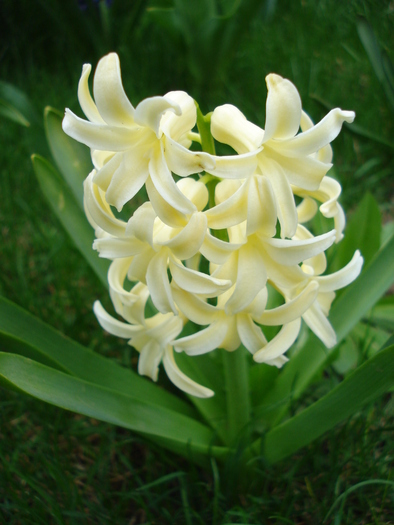 Hyacinth Yellow Queen (2010, April 05)