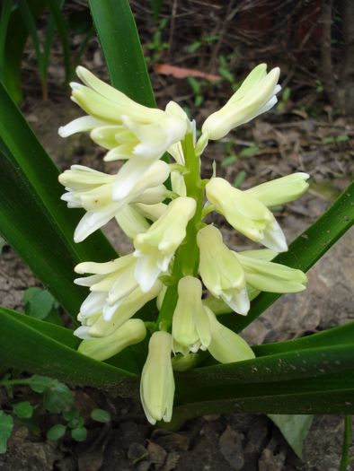 Hyacinth Yellow Queen (2010, April 05)