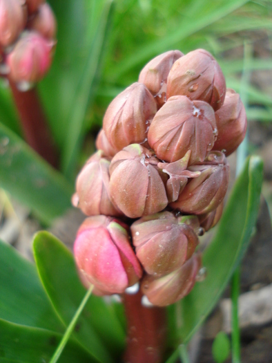 Hyacinthus Hollyhock (2010, April 18)