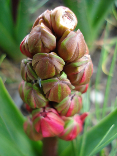 Hyacinthus Hollyhock (2010, April 23)