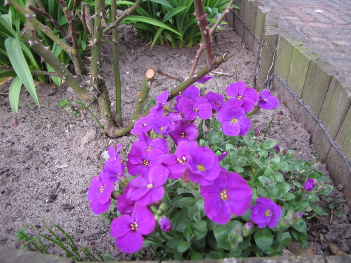 Aubrieta 30 mart 2011